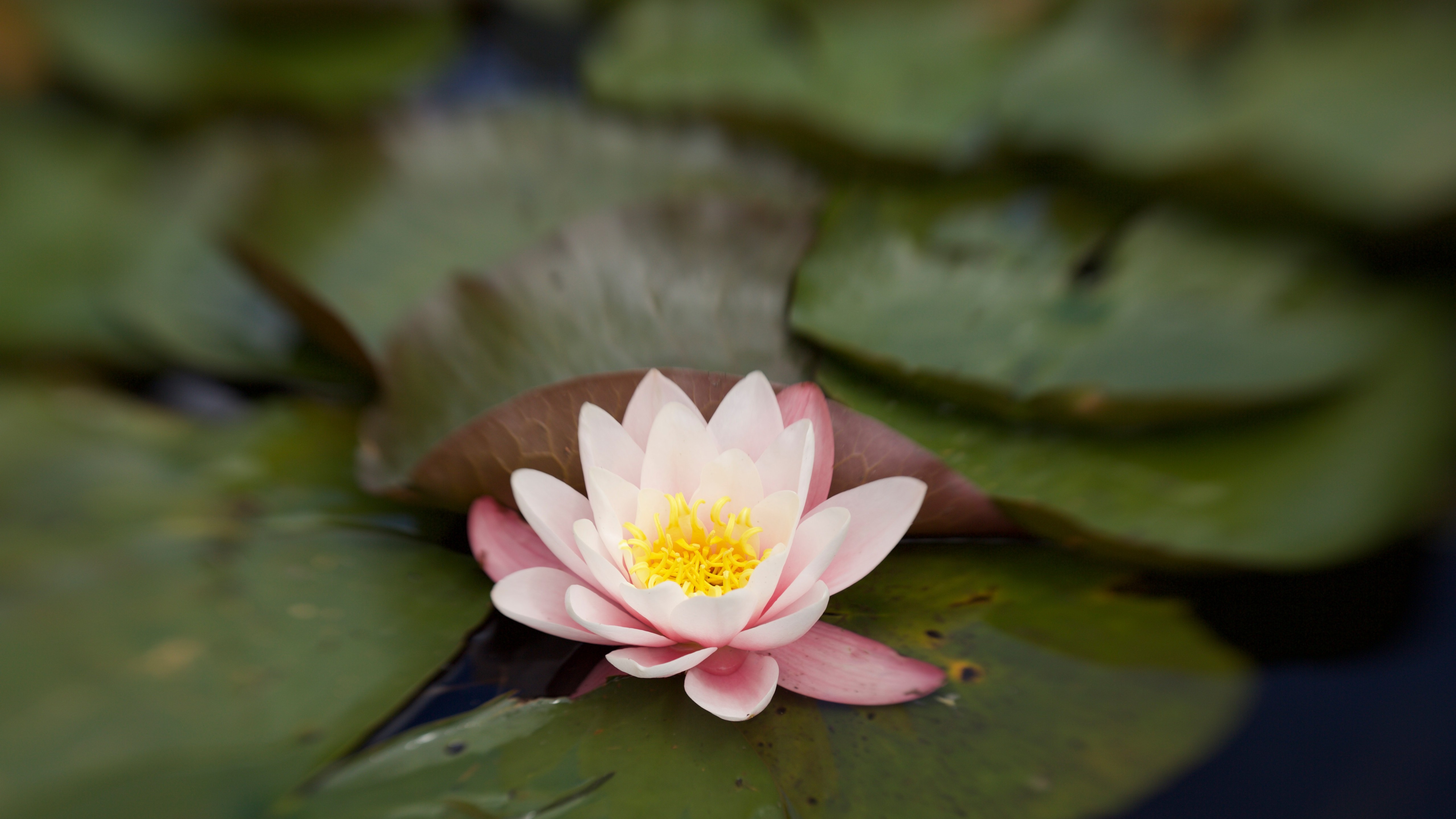 香白水百合 显花植物 水百合 莲花 池塘高清壁纸 花卉图片 桌面背景和图片