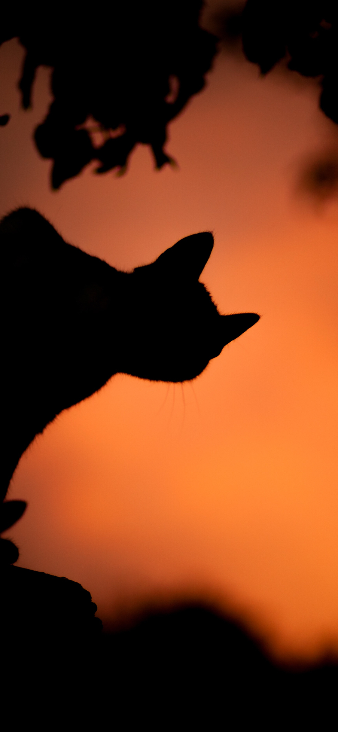Kostenlose Hintergrundbilder Apfeln Ios Apple Watch Atmosphare Katze Bilder Fur Ihren Desktop Und Fotos