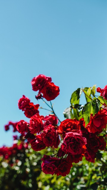 Image red roses in bloom during daytime
