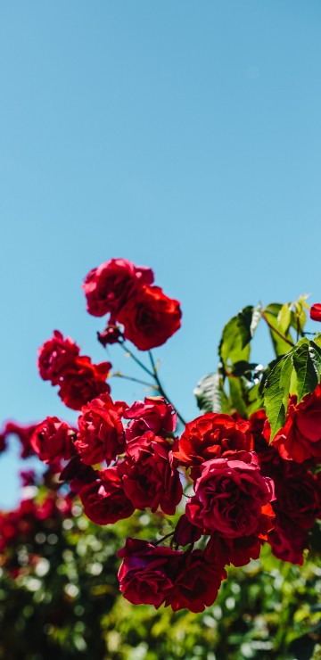 Image red roses in bloom during daytime