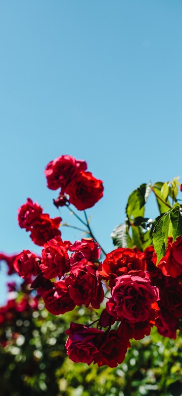 Image red roses in bloom during daytime