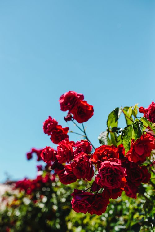Fondos de Pantalla Rosas Rojas en Flor Durante el Día, Imágenes y Fotos  Gratis
