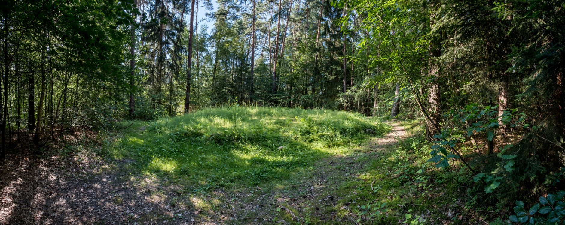 vegetation, nature, grass, natural environment, natural landscape