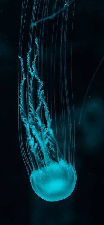 Las Medusas, Luz, la Bioluminiscencia, Aqua, Cnidaria. Wallpaper in 1080x2340 Resolution