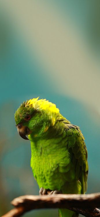 Pájaros, Budgericar, Verdadero Loro, Guacamayo, Perico. Wallpaper in 1420x3073 Resolution