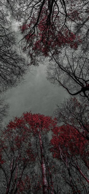 Baum, Wasser, Naturlandschaft, Zweig, Branch. Wallpaper in 1407x3045 Resolution