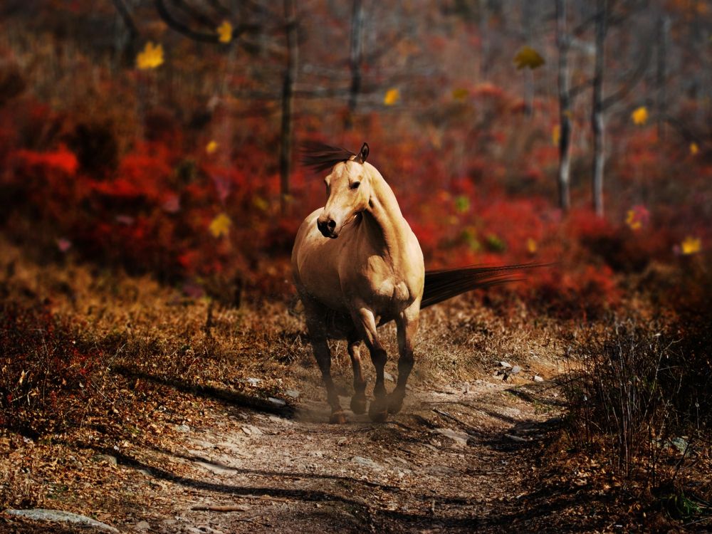 野生动物, 野马马, 阿拉伯马, 鬃毛, 阳光 壁纸 2048x1536 允许