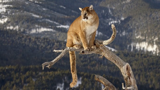 Image brown and white short coated cat on brown tree branch during daytime