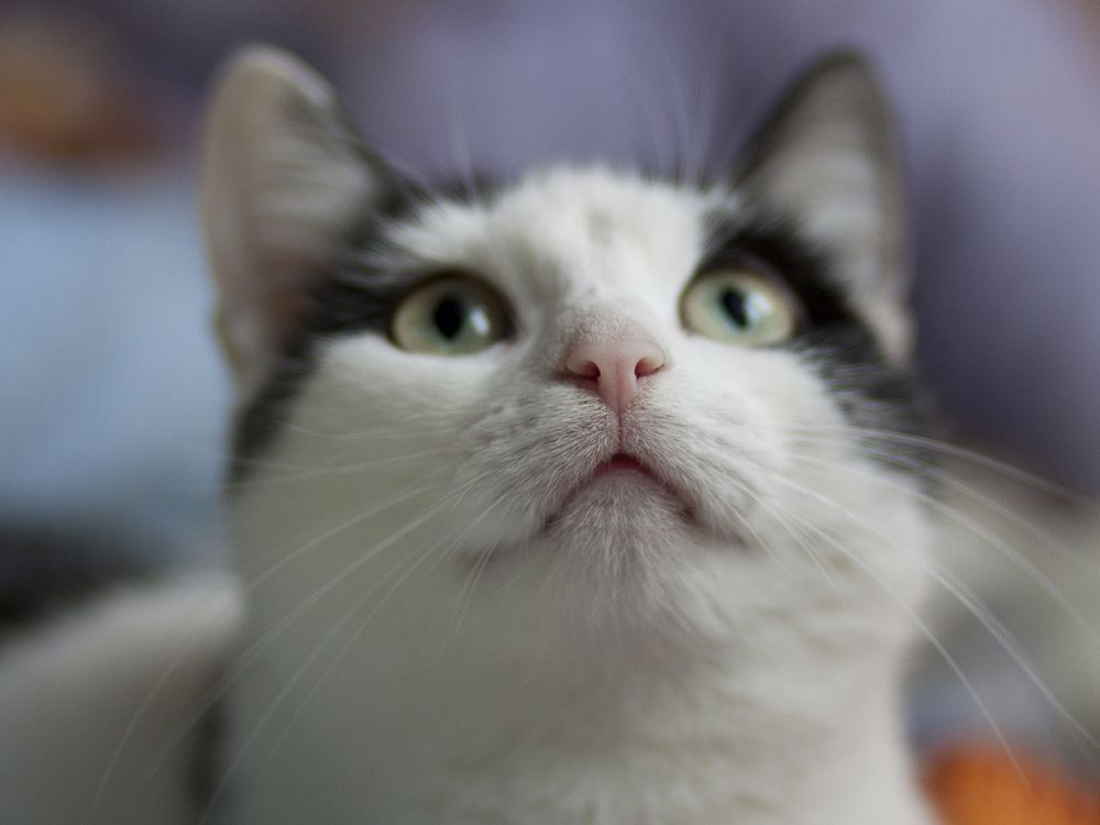 Weiße Und Schwarze Katze Mit Blauen Augen. Wallpaper in 2048x1536 Resolution