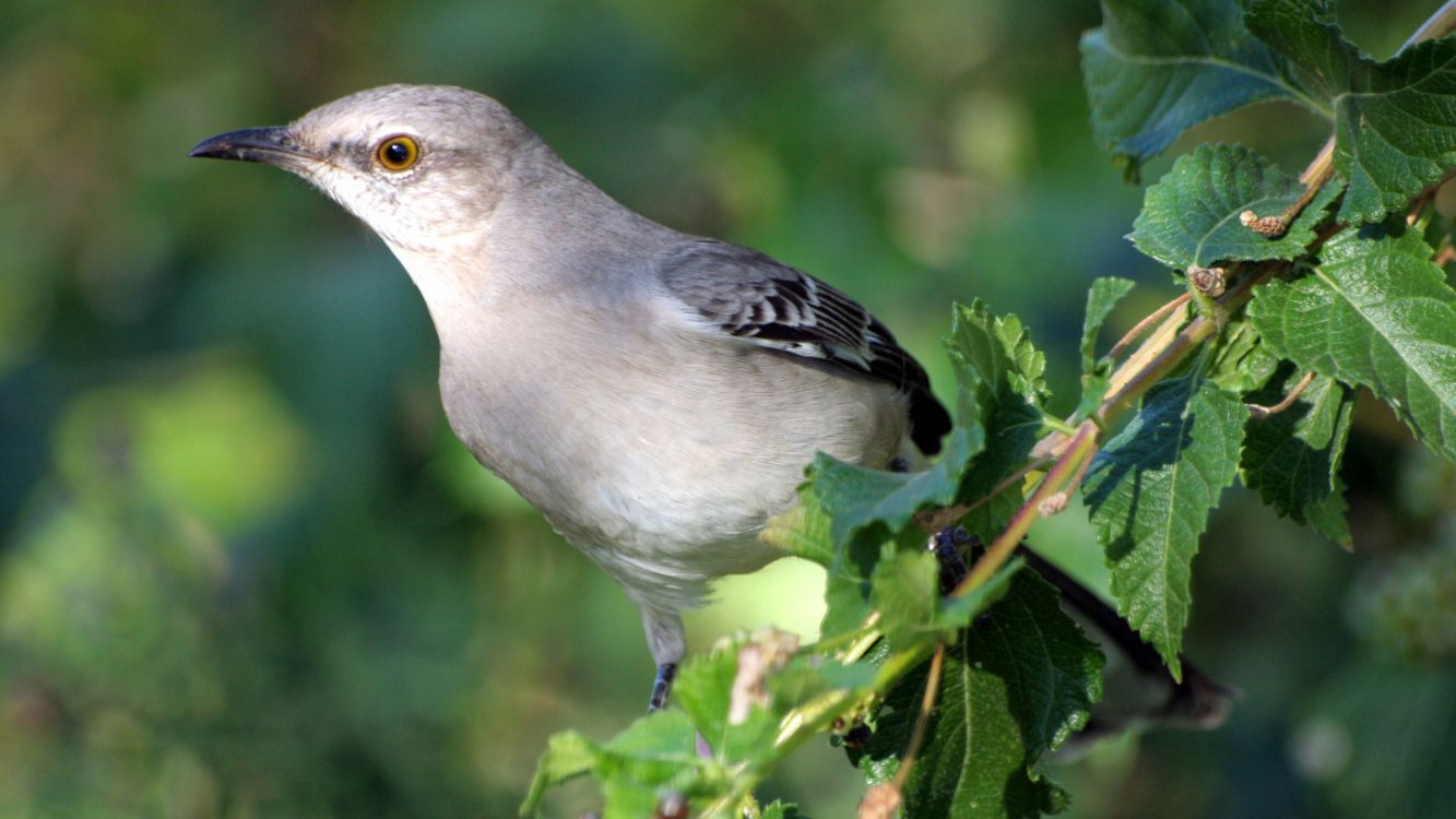 gray and white bird on green plant