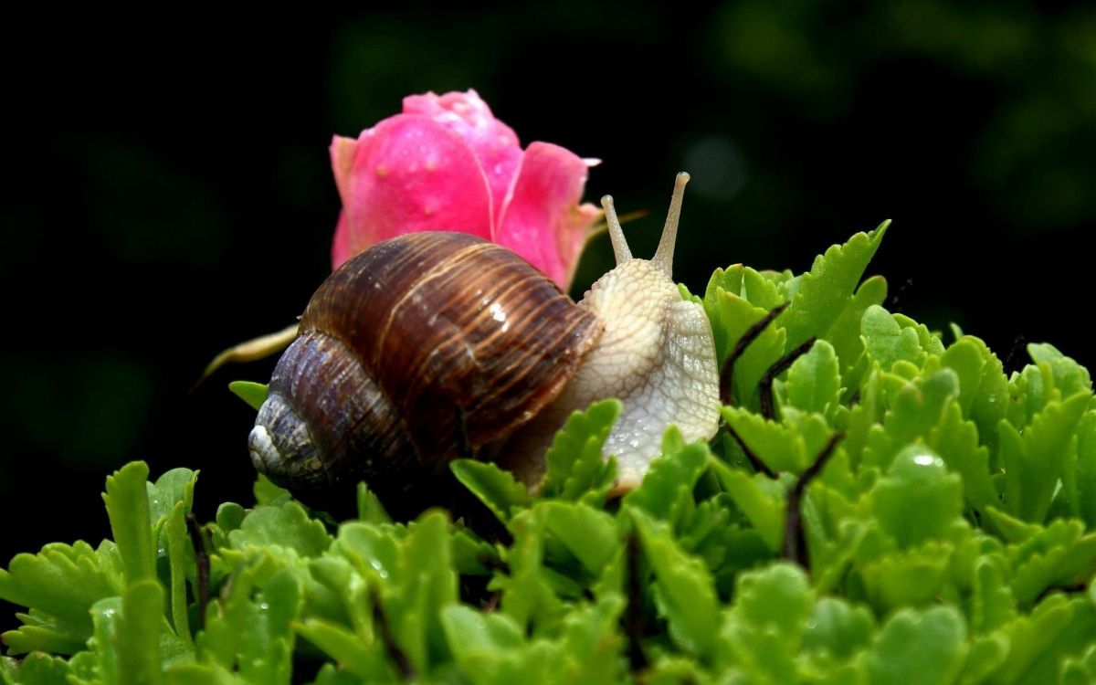 Caracol Marrón en Flor Rosa. Wallpaper in 1920x1200 Resolution
