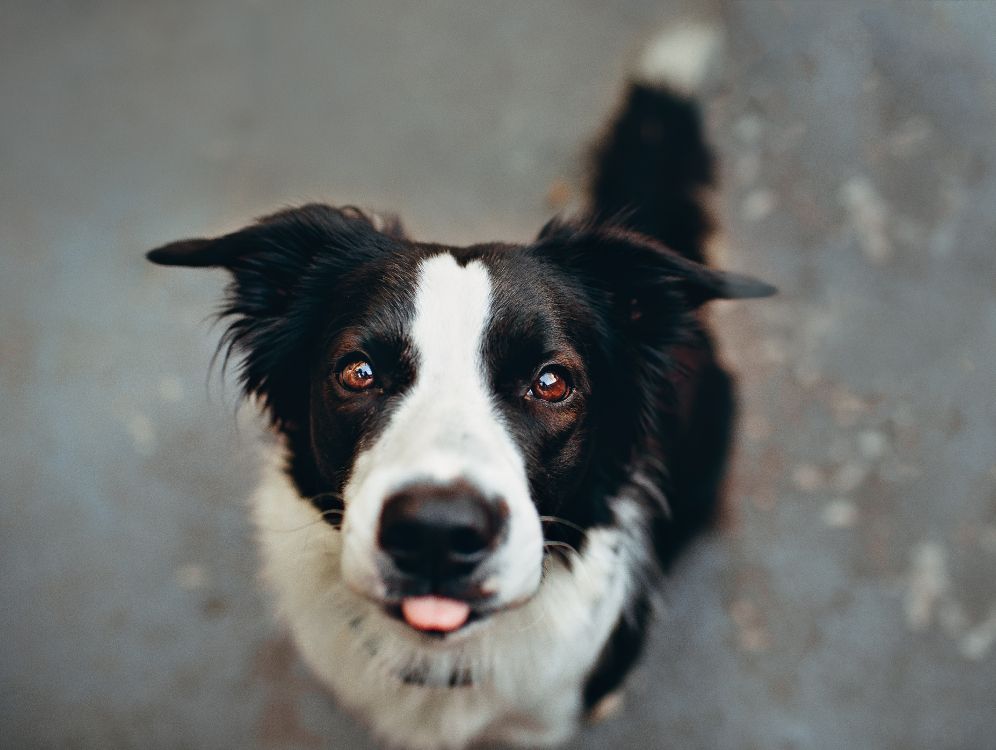 Black and White Border Collie. Wallpaper in 4848x3648 Resolution