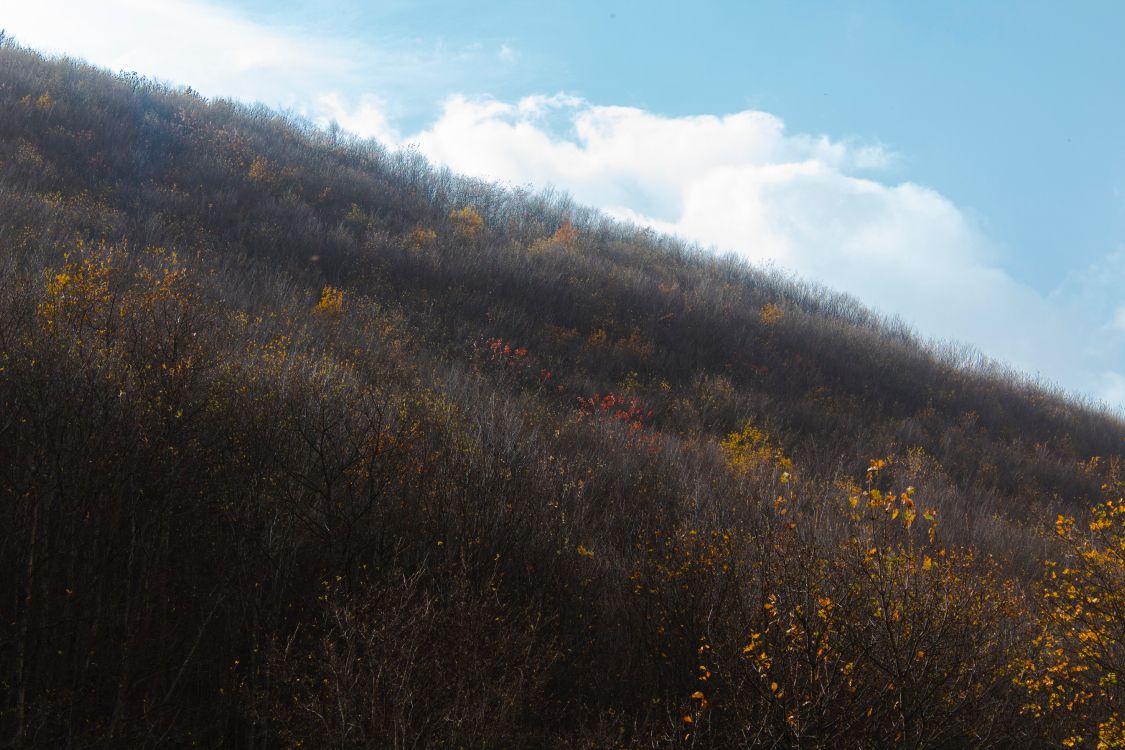 早上, 阳光, 阔叶树, 天空, 森林 壁纸 5184x3456 允许