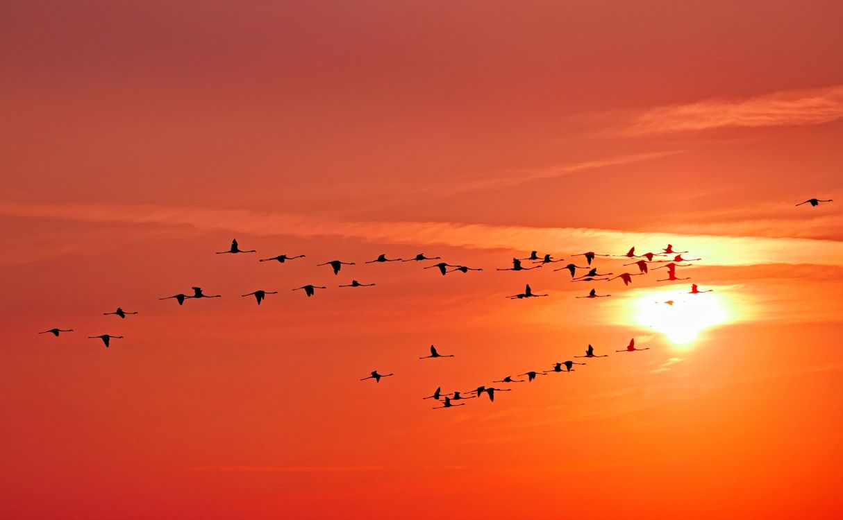 Vögel, Die Bei Sonnenuntergang Über Das Meer Fliegen Sea. Wallpaper in 2048x1265 Resolution
