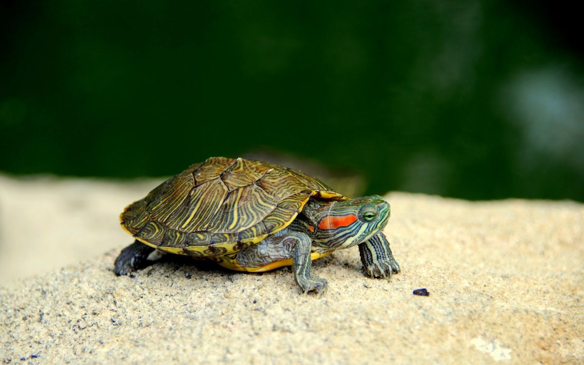 Braune Und Schwarze Schildkröte Auf Weißem Sand. Wallpaper in 2880x1800 Resolution