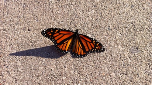 Image monarch butterfly on gray textile