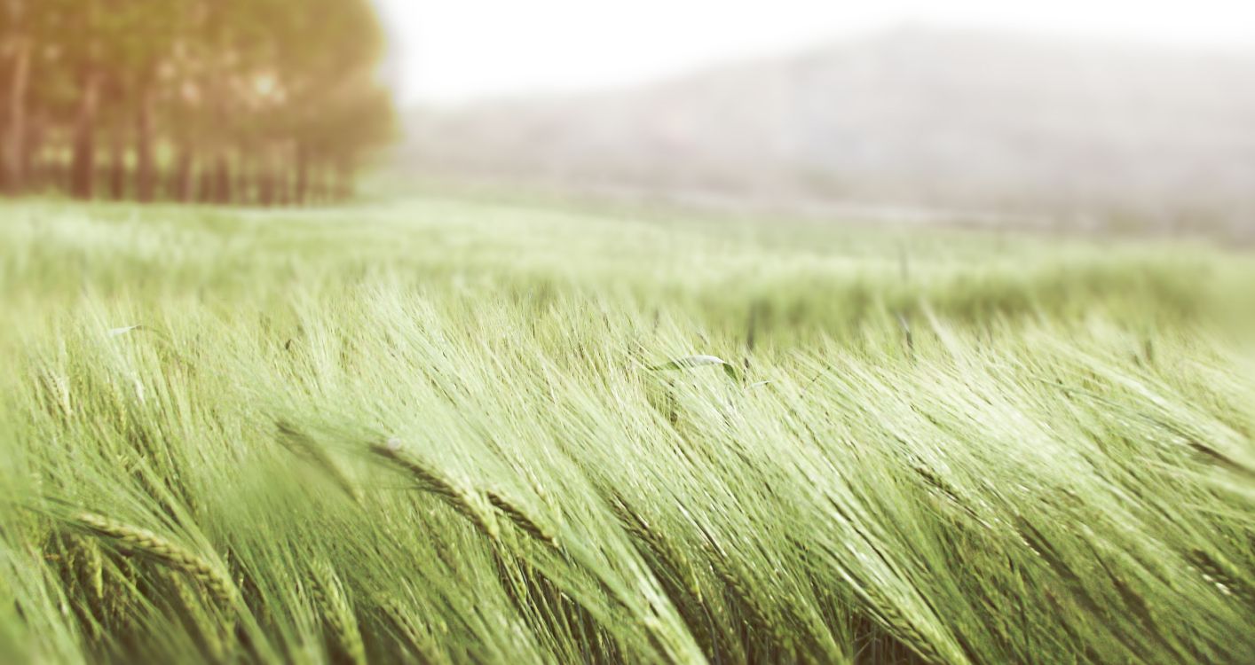 green grass field during daytime