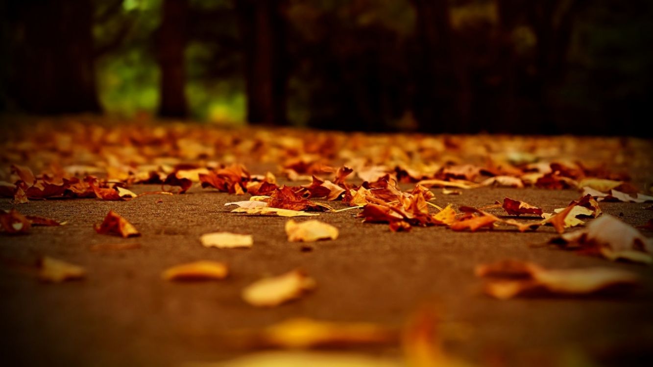 brown leaves on the ground