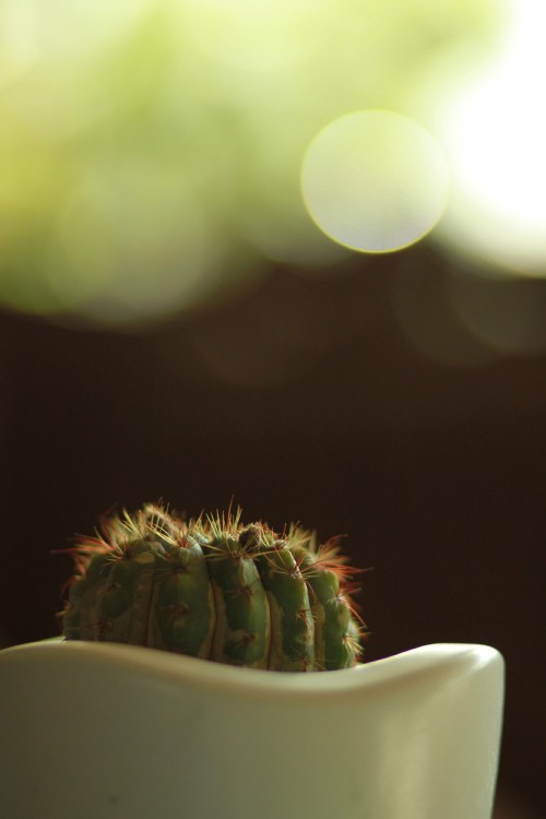 Image green cactus in macro shot