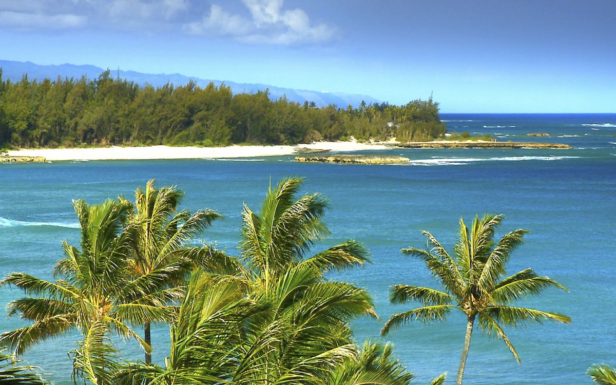 Palmier Vert Près D'un Plan D'eau Pendant la Journée. Wallpaper in 2560x1600 Resolution