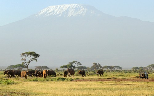 Image herd of horses on brown grass field during daytime