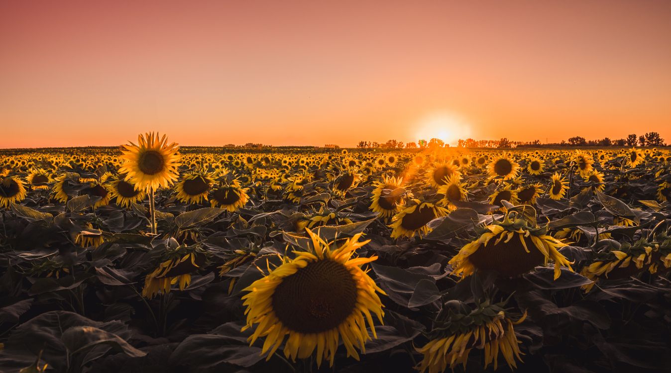 Download 5948x3309 Wallpaper Champ de Tournesol Pendant L'heure D'or Champ de Tournesol Pendant L'heure D'or. Wallpaper in 5948x3309 Resolution