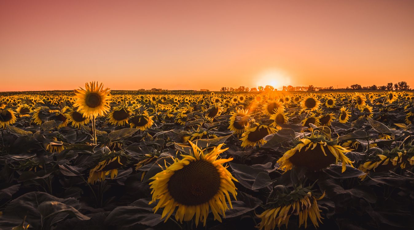 Wallpaper Sunflower Field During Golden Hour, Background - Download Free  Image