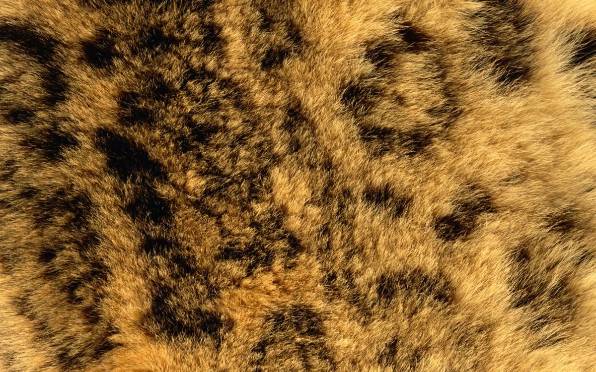 Textile Fourrure Noir et Marron. Wallpaper in 2560x1600 Resolution