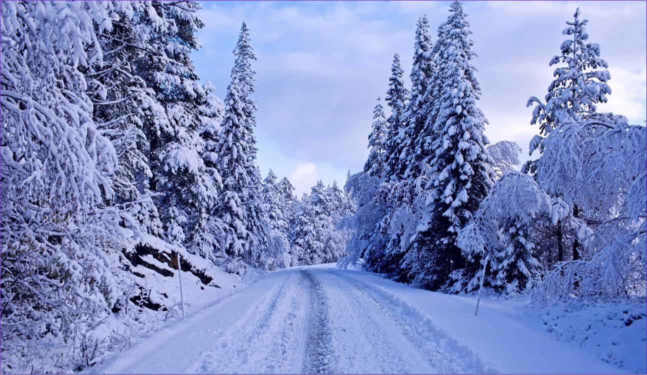 Pins Couverts de Neige et Route. Wallpaper in 5002x2900 Resolution