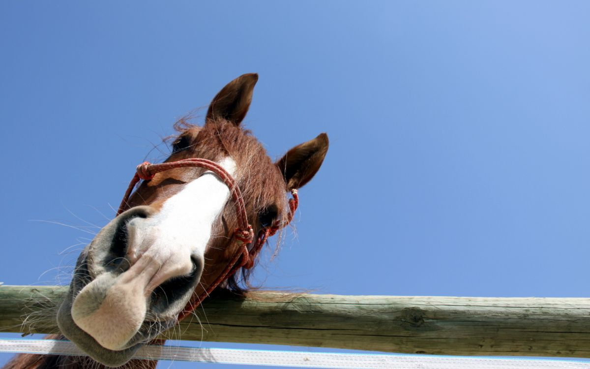 Tête de Cheval Marron et Blanc. Wallpaper in 2560x1600 Resolution