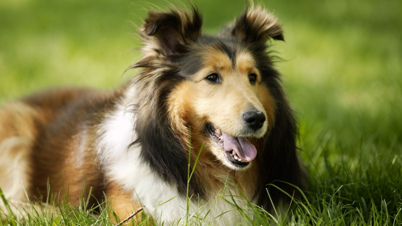 brown white and black rough collie