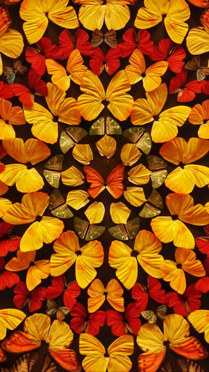 amber, leaf, butterfly, orange, botany