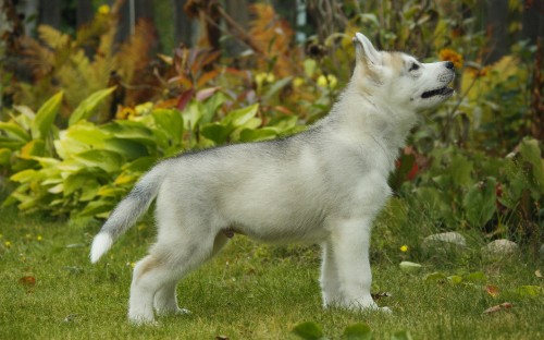 Image white siberian husky puppy on green grass field during daytime