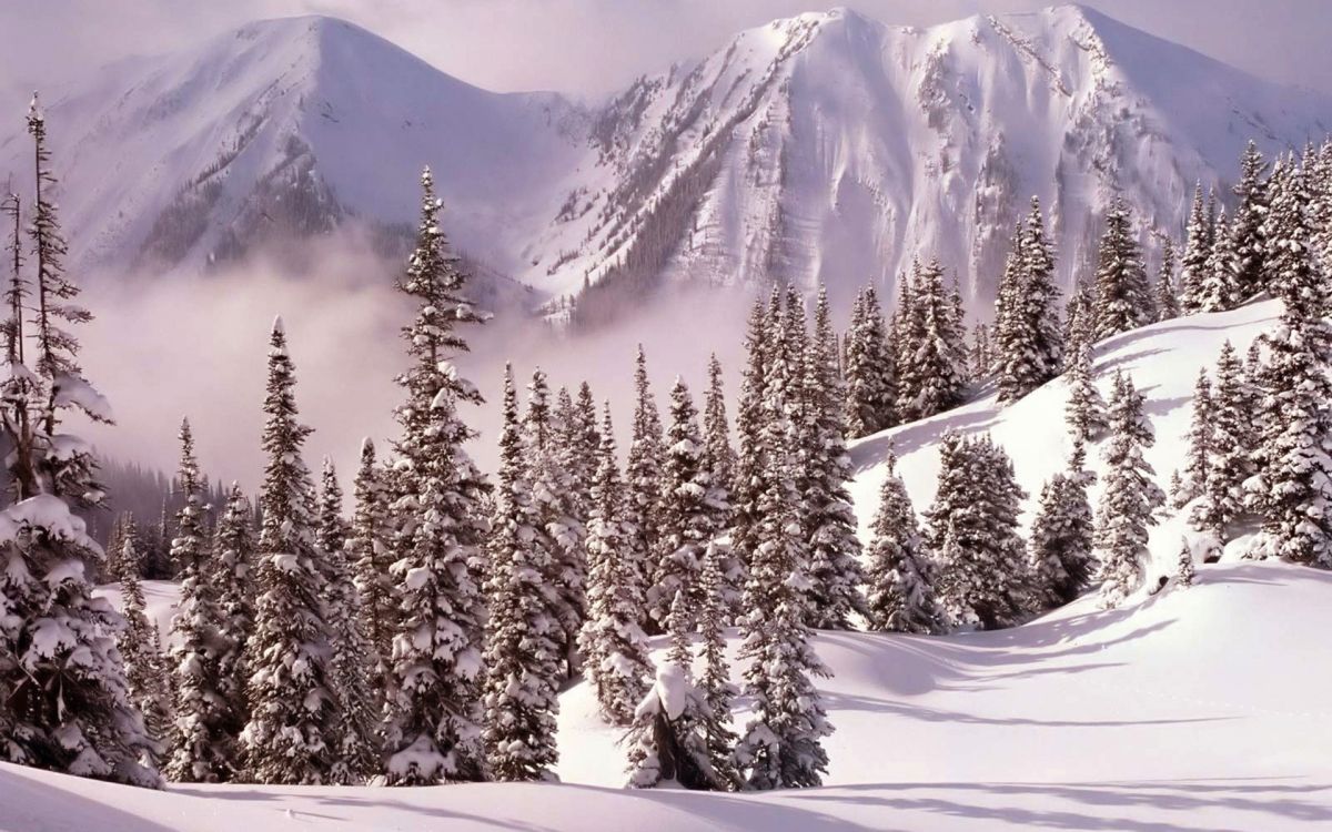 snow covered pine trees and mountains during daytime