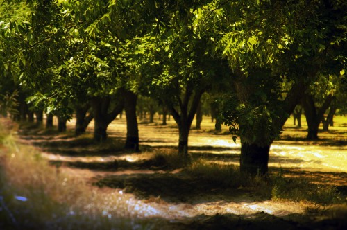 Image green leaf tree on brown soil