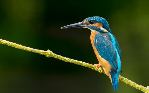 Image blue and brown bird on brown tree branch