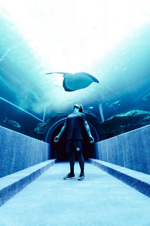 Homme en Veste Noire et Pantalon Debout Devant un Aquarium Avec Des Poissons. Wallpaper in 4000x6000 Resolution