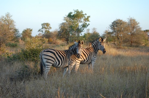 Image zebra standing on brown grass field during daytime