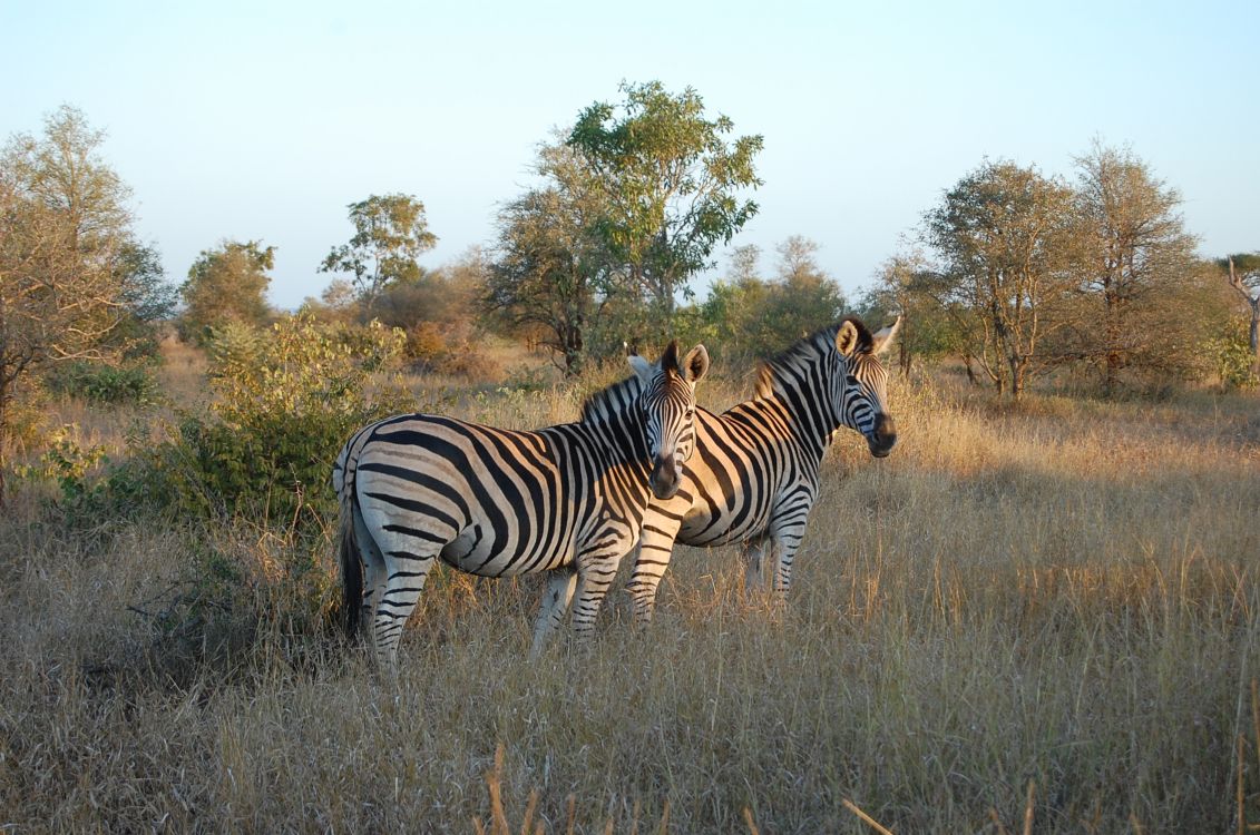 zebra standing on brown grass field during daytime