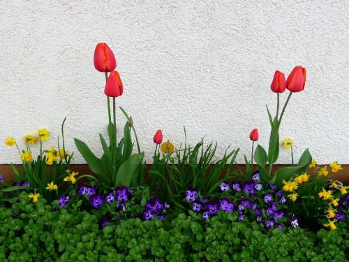 Image red tulips beside white wall