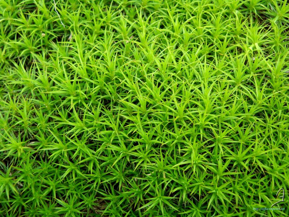 Campo de Hierba Verde Durante el Día. Wallpaper in 2560x1920 Resolution