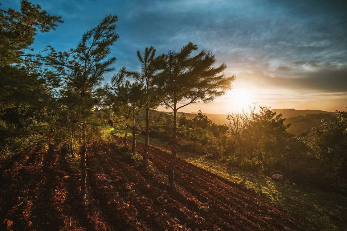 Tagsüber Grüne Bäume Unter Blauem Himmel. Wallpaper in 2048x1363 Resolution