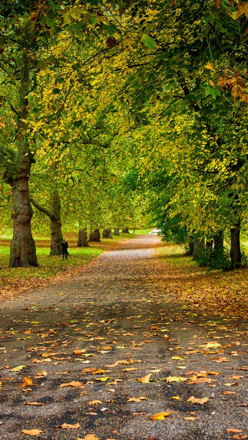 Image leaf, road surface, autumn, plant, People in nature