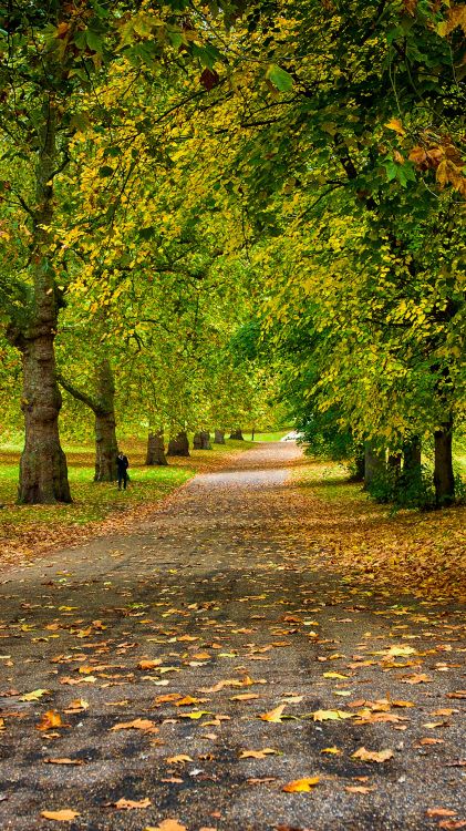 leaf, road surface, autumn, plant, People in nature