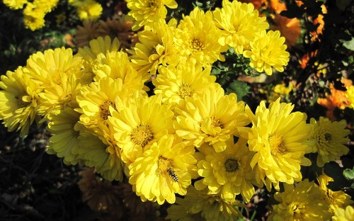 Image yellow flowers with green leaves