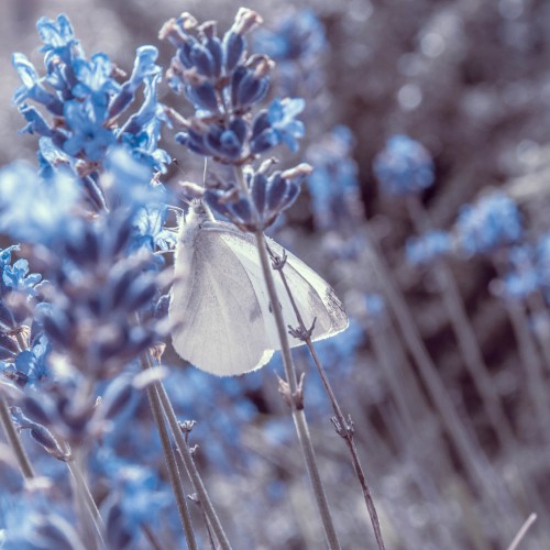 Image blue flowers with green leaves