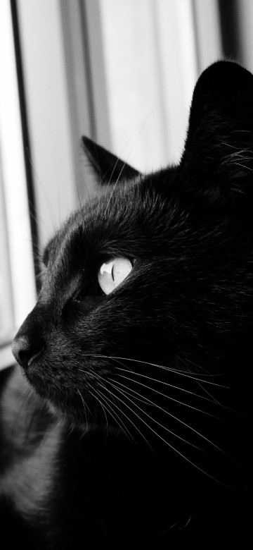 Image black cat looking at the window