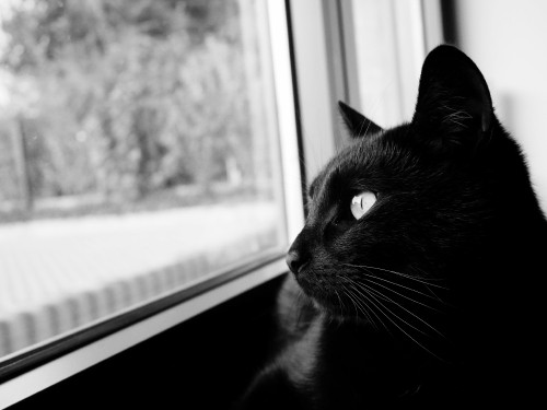 Image black cat looking at the window