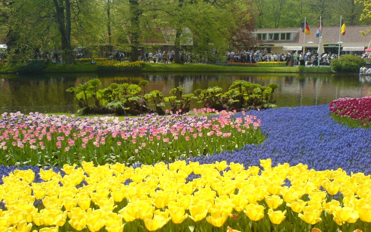 Fleurs Jaunes Près du Plan D'eau Pendant la Journée. Wallpaper in 1920x1200 Resolution