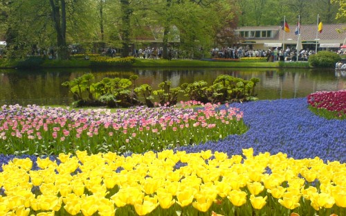 Image yellow flowers near body of water during daytime